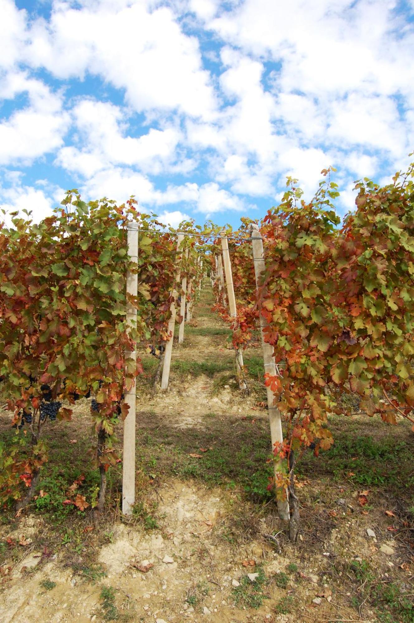 Agriturismo 'D Raine Montelupo Albese Bagian luar foto